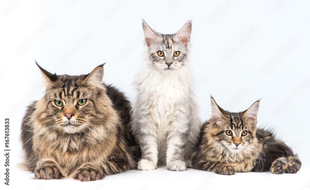 Father cat and two kittens posing on a white background
