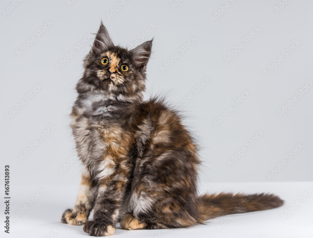 A lovely maine coon kitten on a gray background