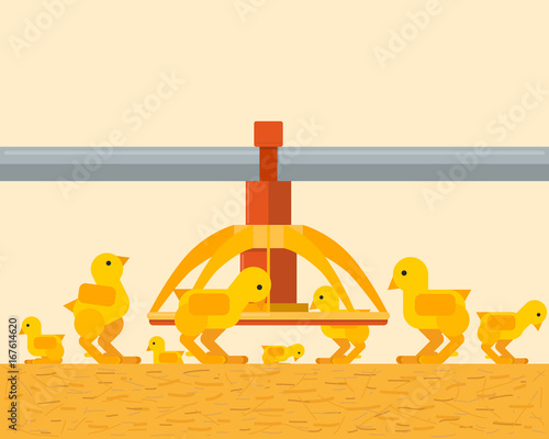 A view from inside on the interior of a poultry farm with chickens. Feeding and growing chicken. Vector illustration