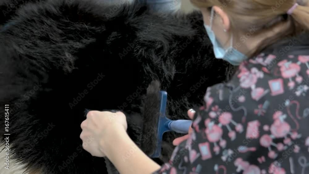 Groomer working, bernese mountain dog. Woman using pet dryer, Groomer working, bernese mountain dog. Woman using pet dryer,