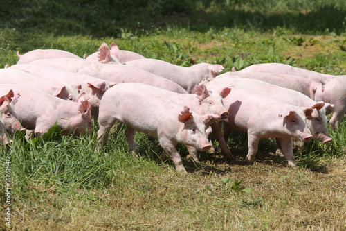 Herd of piglets on animal farm summetime