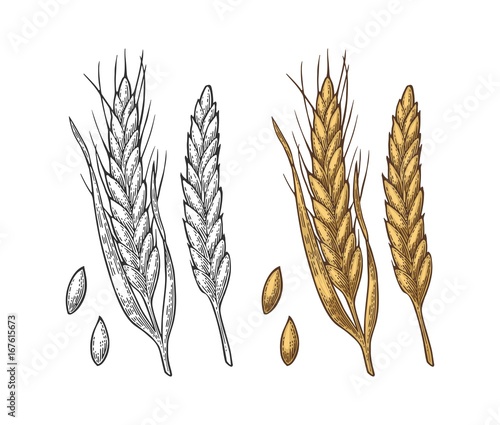 Ear of wheat, barley and grain malt. Vector vintage engraved illustration.