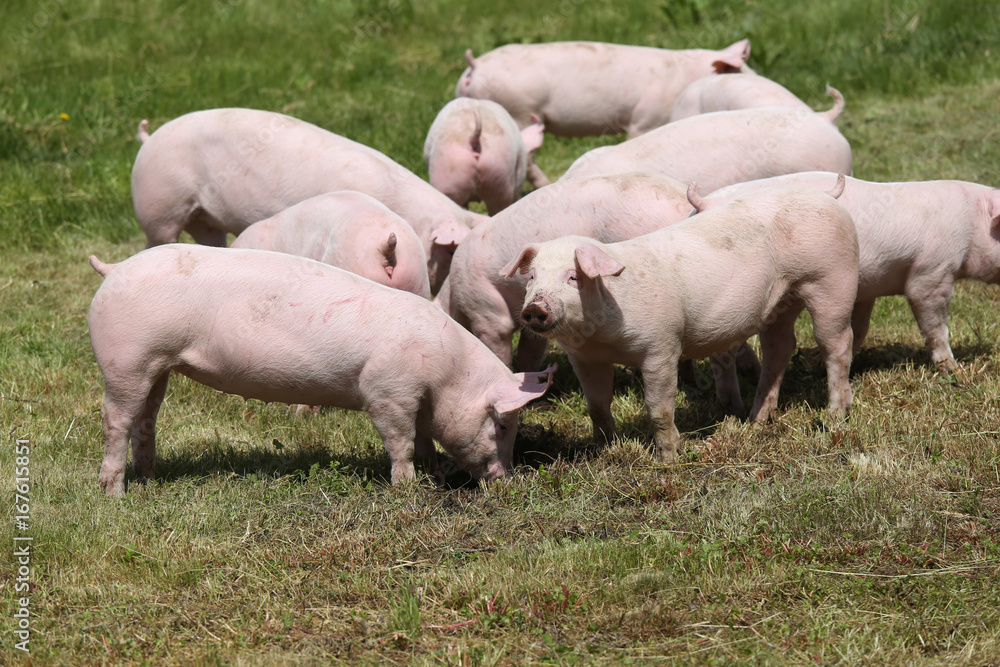 Pigs farming raising breeding in animal farm rural scene Pigs farming raising breeding in animal farm rural scene