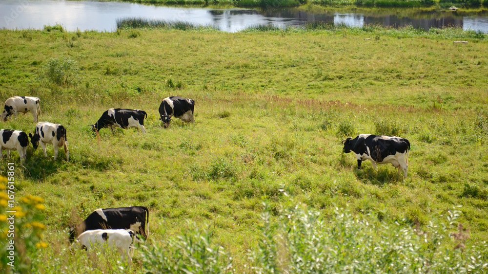 Fototapeta premium Herd of domestic grazing on grass meadows. Factory farming in the village. Summer rural views of the cow in the paddock. Animal farm provides a natural diet of people.