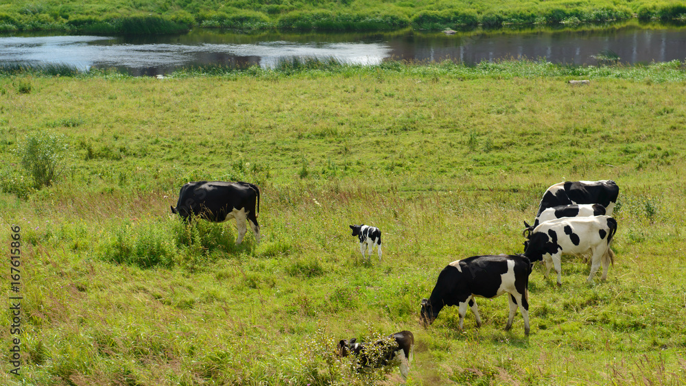 Herd of domestic grazing on meadows, factory farming in the village. Summer rural views of the cow in the paddock. Animal farm provides a natural diet of people. Herd of domestic grazing on meadows, factory farming in the village. Summer rural views of the cow in the paddock. Animal farm provides a natural diet of people.