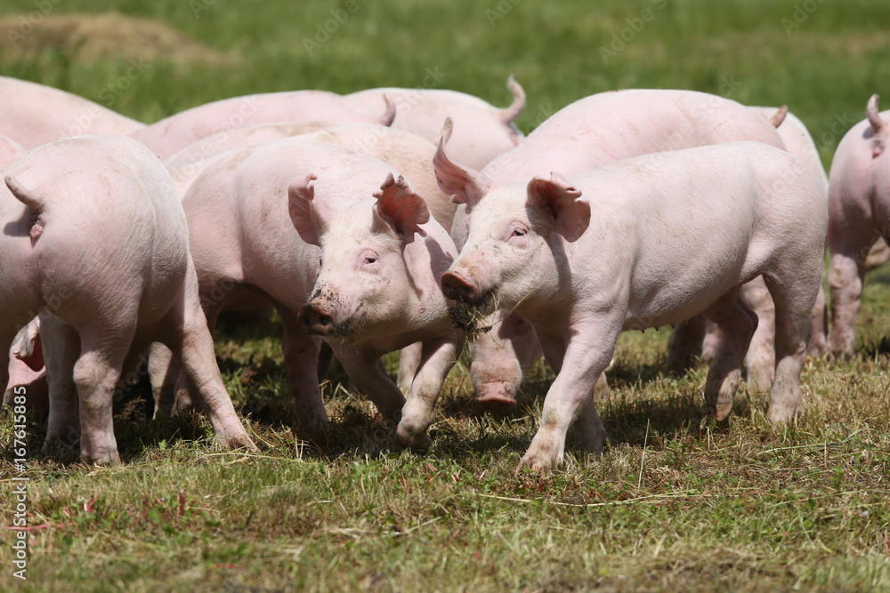 Herd of piglets on animal farm summetime Herd of piglets on animal farm summetime