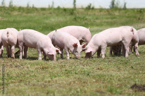 Group of small pigs eating fresh green grass on the meadow