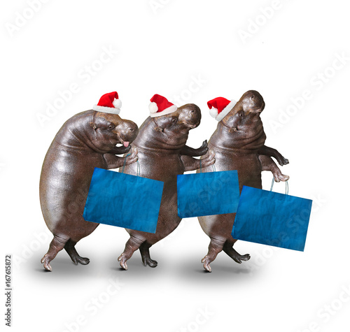 Three hippos going to supermarket in Black Friday for low cost shopping. Funny customers enjoying life. Humorous animals isolated on white background...