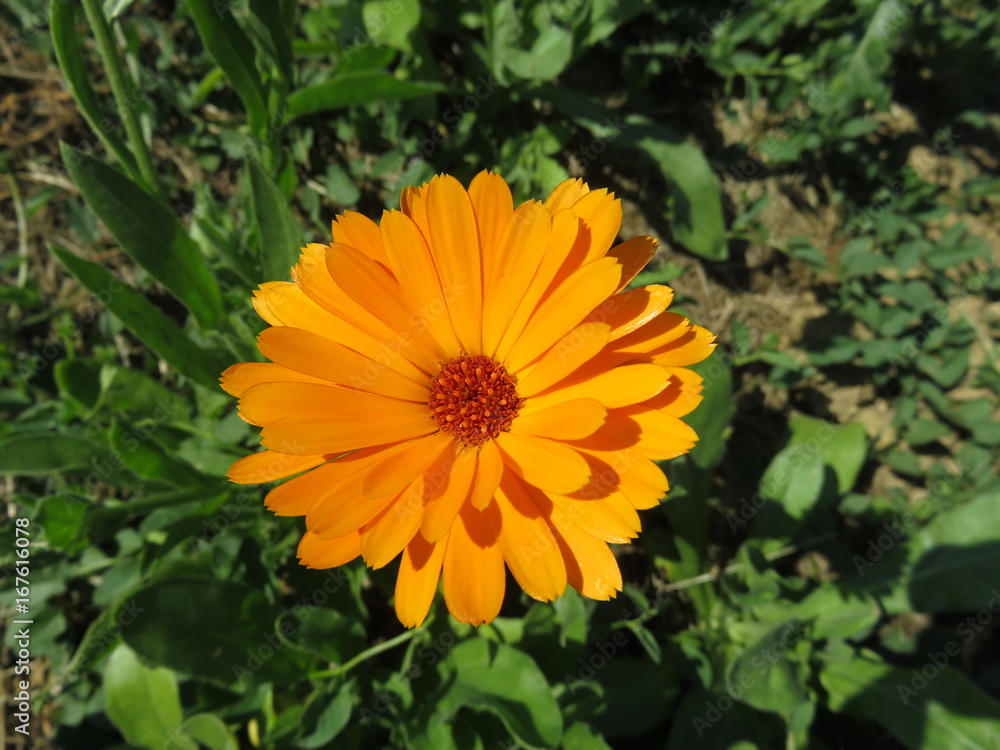 Calendula Calendula