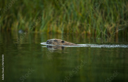 European Beaver, Castor fiber, swimming in a river