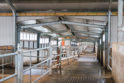 Cow farm producing