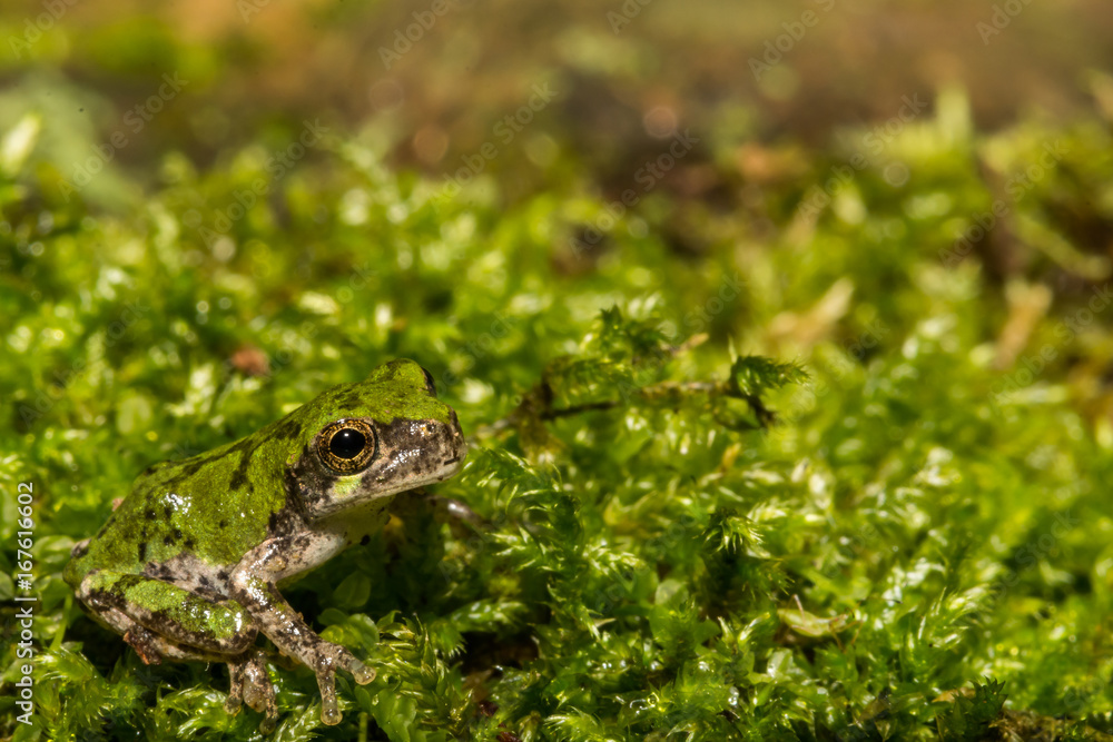 Obraz premium Gray Tree Frog Metamorph