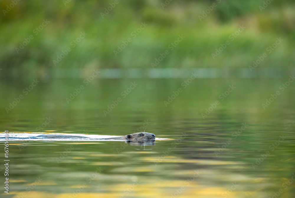 Fototapeta premium European Beaver, Castor fiber, swimming in a river