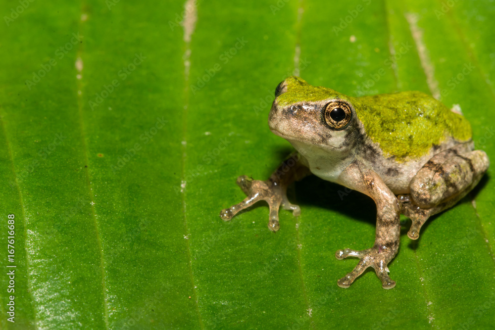 Obraz premium Gray Tree Frog Metamorph
