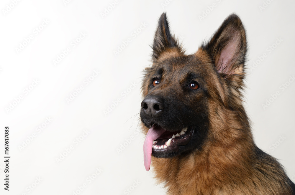 Close up Portrait of a Young German Shepherd Dog . Two Years Old Pet. Close up Portrait of a Young German Shepherd Dog . Two Years Old Pet.