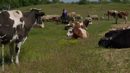 Wallpaper Mural Cows and sheeps on the pasture with guard,man Torontodigital.ca