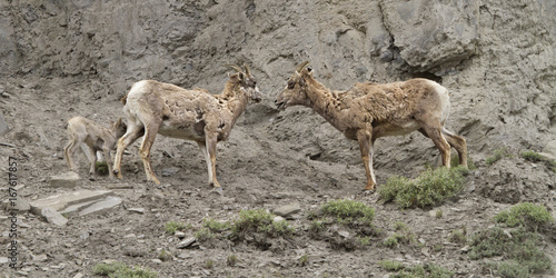 Big Horn Sheep Talking it Over