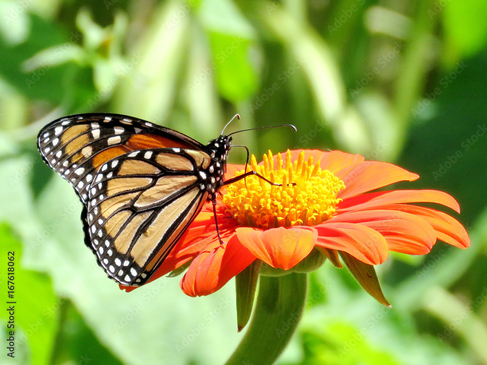 Obraz premium Toronto Lake Monarch butterfly on a red flower 2017