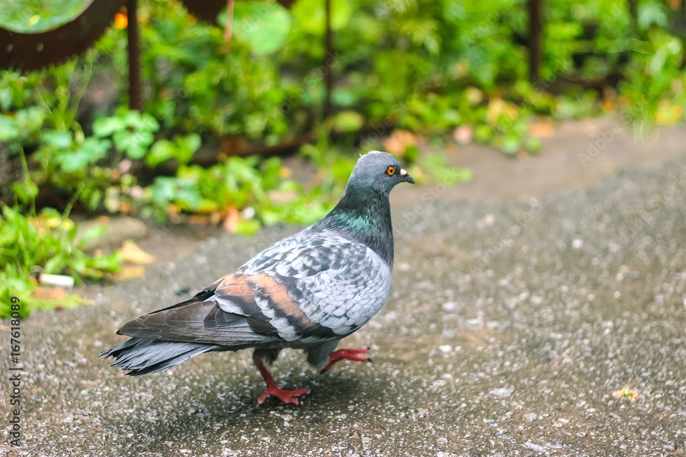 Fototapeta premium Pigeons at Beautiful summer panorama of old town
