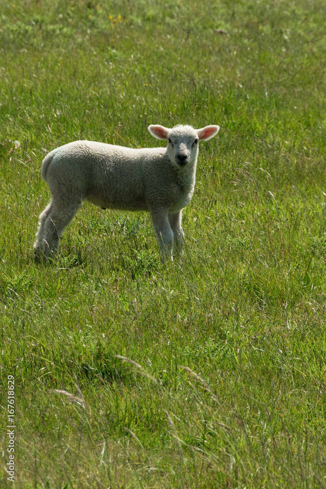 Obraz premium Agnello al pascolo