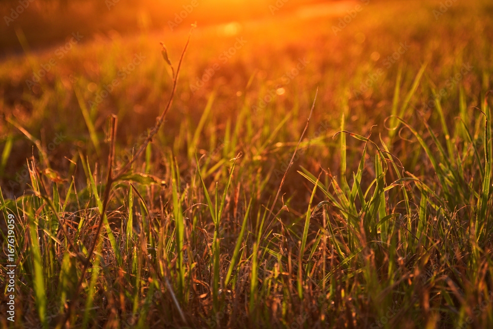 Grass in sunset