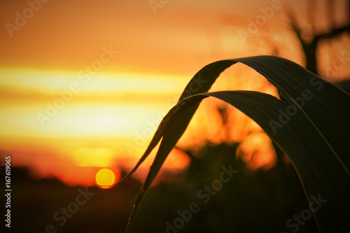 Susnet and Corn photo