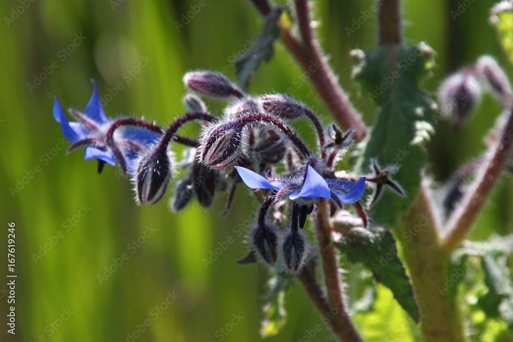 Borretsch (Borago officinalis) mit Blüten und Knospen Borretsch (Borago officinalis) mit Blüten und Knospen