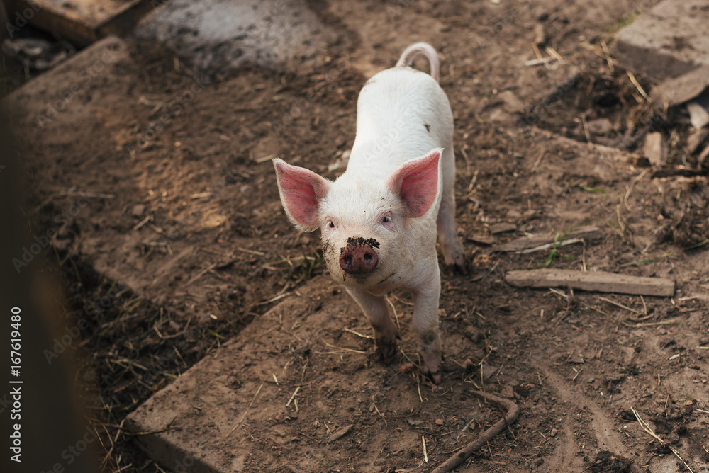 Cute spotted piggy