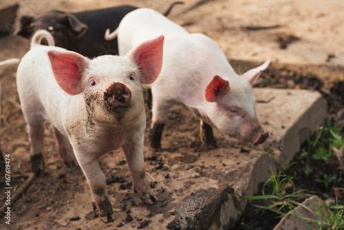 Εκτύπωση καμβά Two cute little pigs