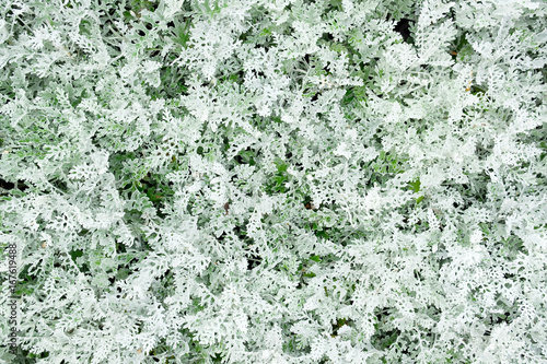 iced grass background