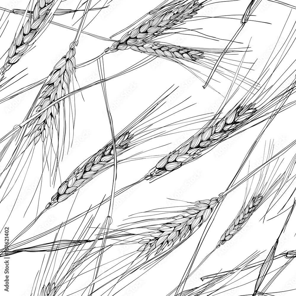 Vector seamless pattern with hand drawn ear of wheat. Black and white sketched illustration. Concept for agriculture, organic cereal products, harvesting grain, bakery, healthy food. Vector seamless pattern with hand drawn ear of wheat. Black and white sketched illustration. Concept for agriculture, organic cereal products, harvesting grain, bakery, healthy food.