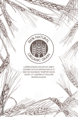 Vector background for label, package. Monochrome sketch illustration of wheat and logo design. Concept for organic flour, harvest and agriculture, grain, cereal products, bakery, healthy food.