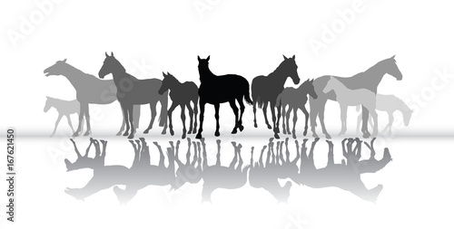 Standing horses silhouette with reflection
