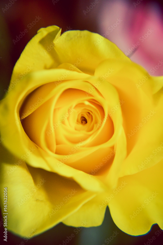 Flower Flower