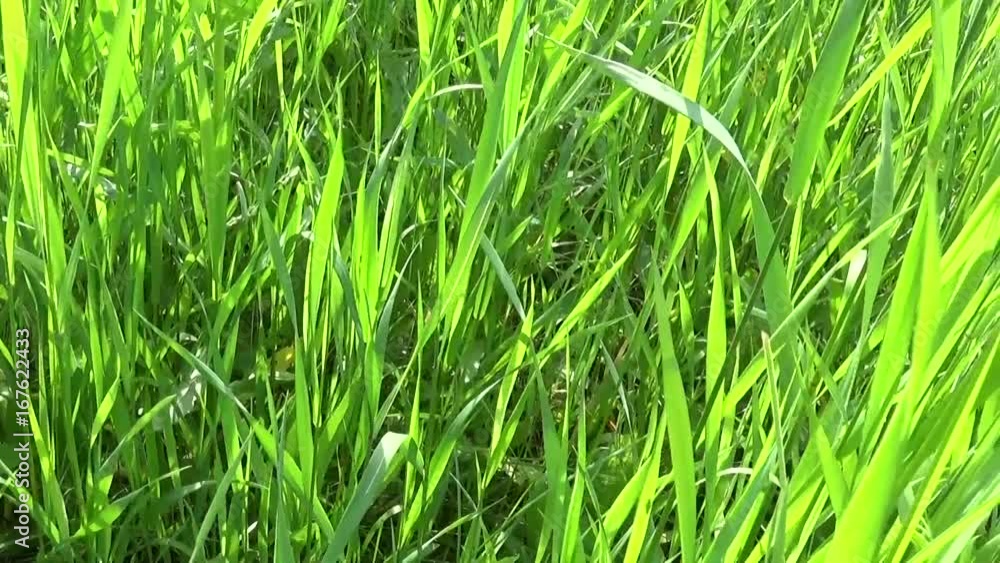 Green grass macro shines through the leaves of the grass beautiful background spring. HD video footage 1920x1080 motion camera horizontal panorama. Green grass macro shines through the leaves of the grass beautiful background spring. HD video footage 1920x1080 motion camera horizontal panorama.