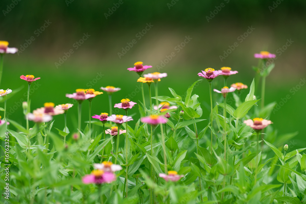 百日草の花 百日草の花