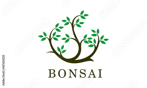 tree bonsai