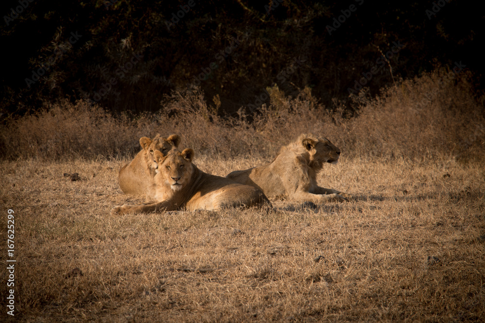 A pride of lions in Ngorongoro Crater A pride of lions in Ngorongoro Crater