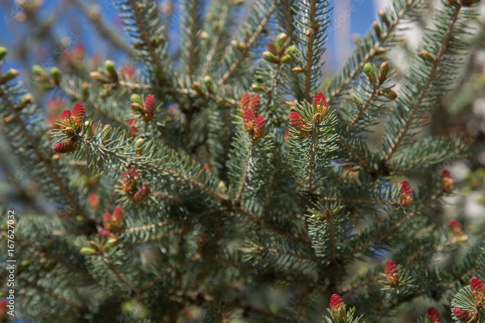 Beautuful branch pine tree red spring spruce nature  