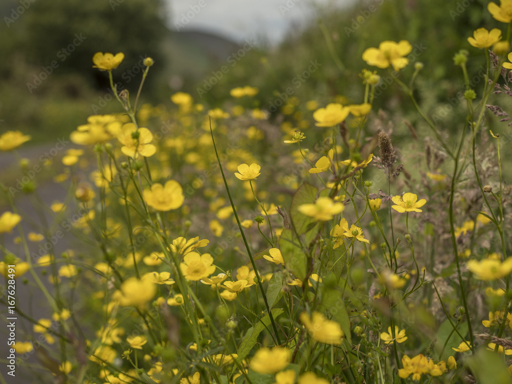 Obraz premium Buttercups