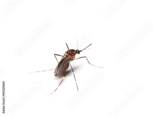 black culex mosquito