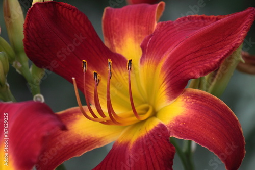 Red and Yellow Beauty