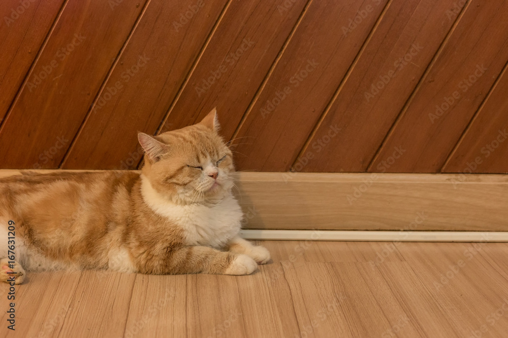 domestic scottish fold cat sleep on the floor