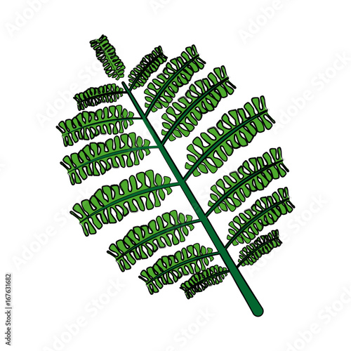 branch and leaves of tropical plants fronds isolated on white background vector illustration