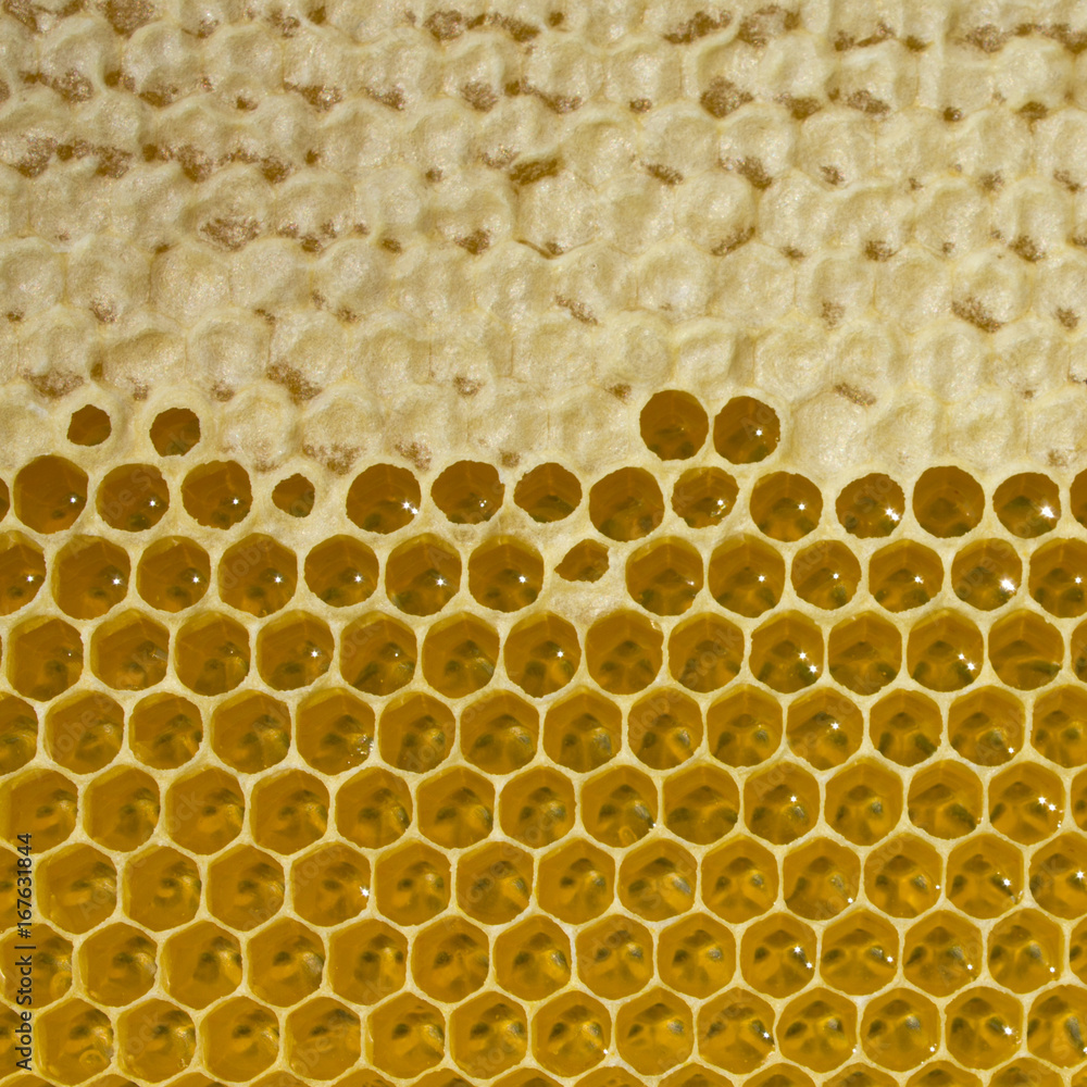 Nectar and honey in new comb