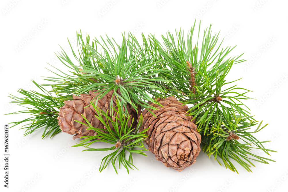 Fototapeta premium Cedar cones with branch