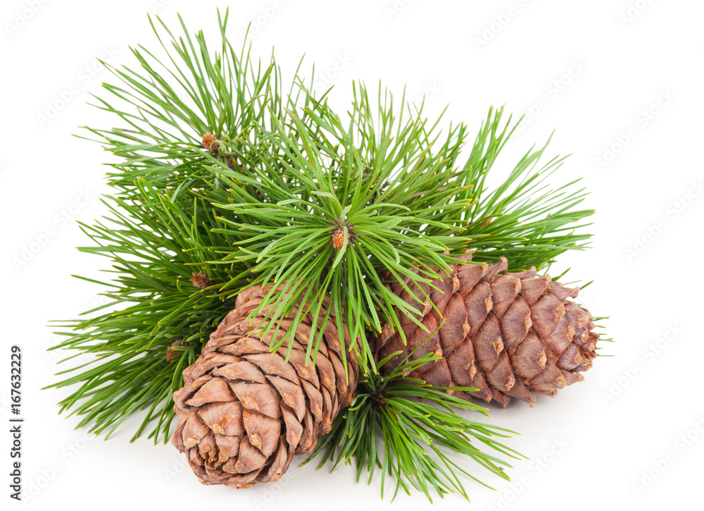 Fototapeta premium Cedar cones with branch