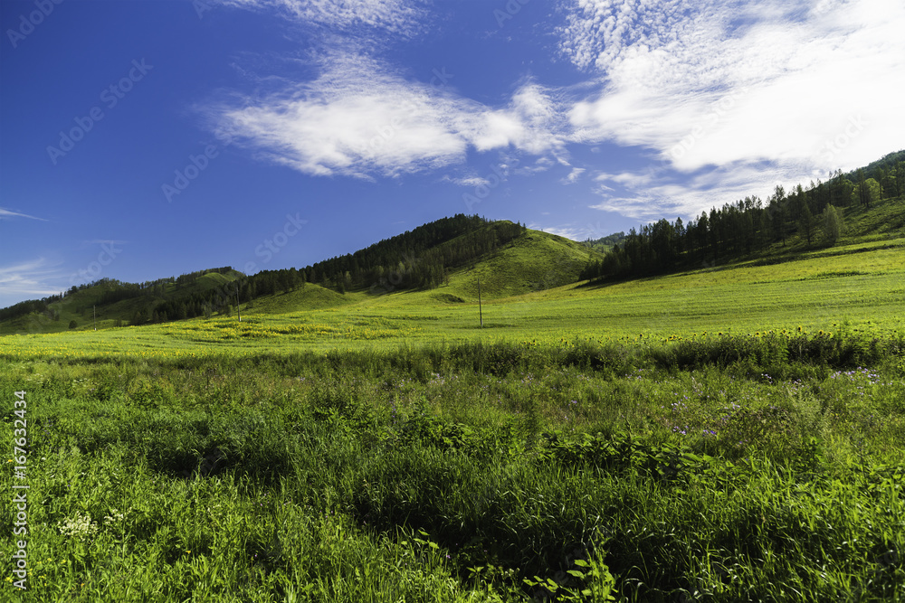Summer landscape of the Altai fields