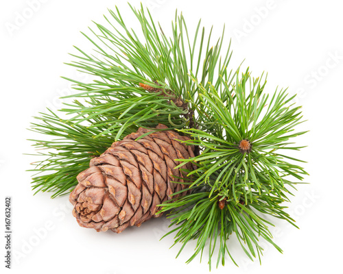 Cedar cone with branch