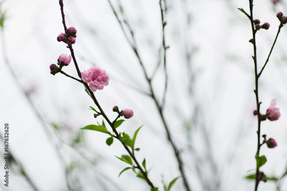 The Peach blossom in Xiamen Zhong Lun Park The Peach blossom in Xiamen Zhong Lun Park